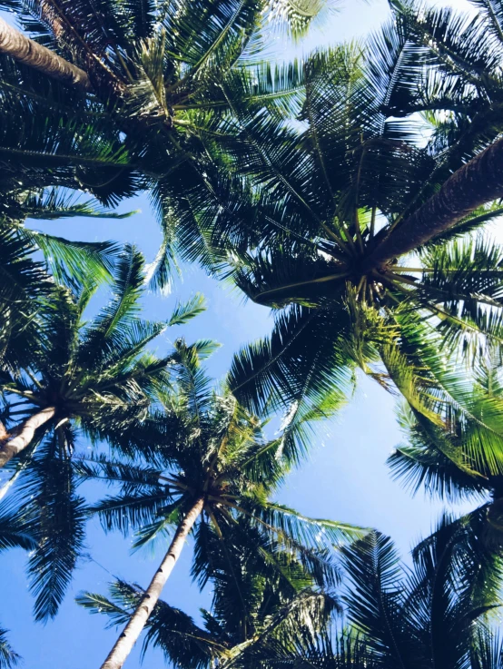 palm trees stand in the middle of the blue sky