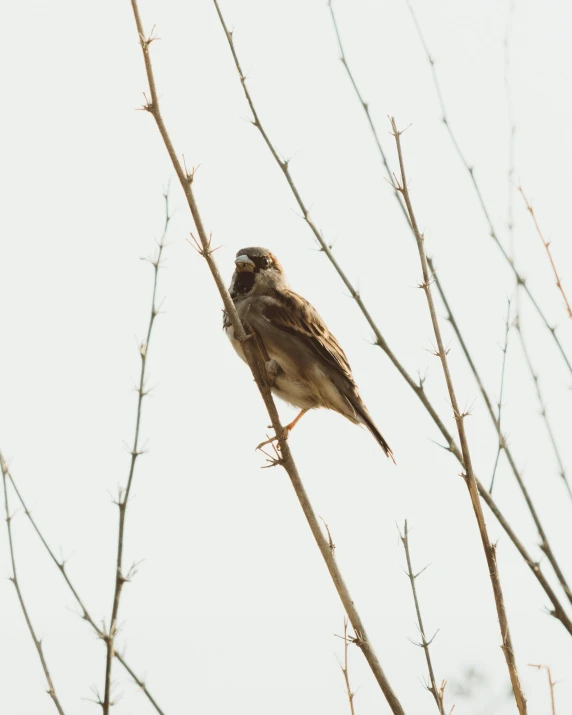 there is a bird perched on top of a tree nch