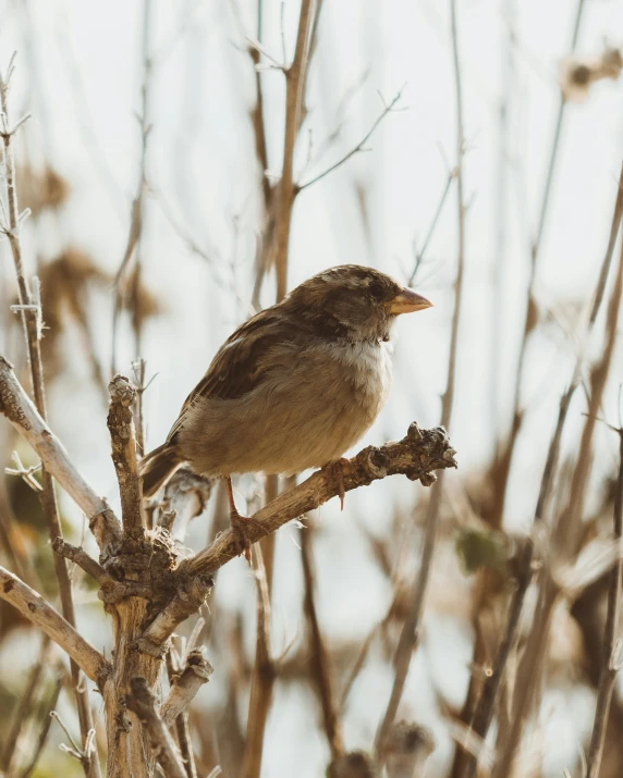 a bird perched on top of a thin tree nch