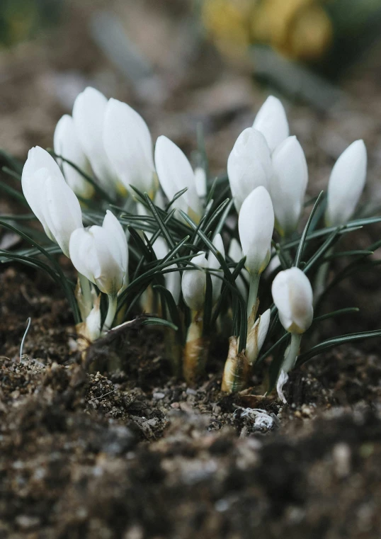 some small white flowers are on the ground