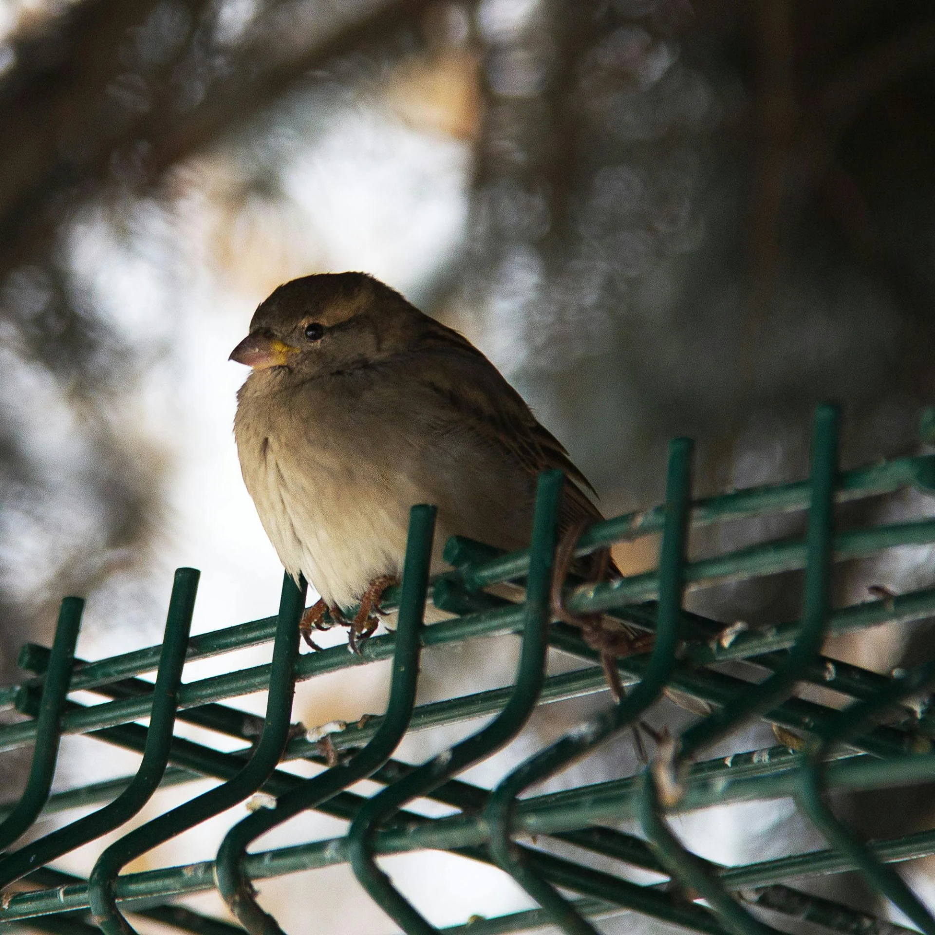 a small bird is sitting on a green bar