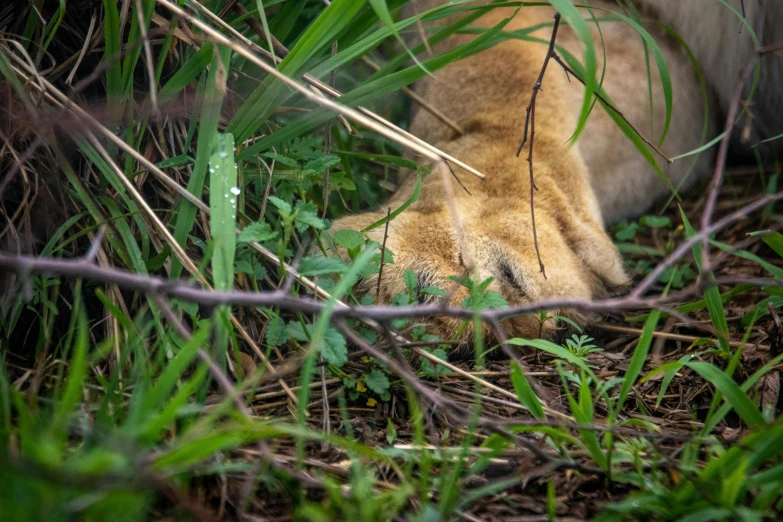 there is a small bear that is sitting in the grass