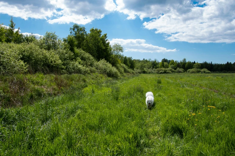 a white dog in a field near trees