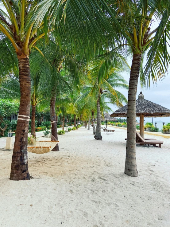 the sand is under palm trees and a hammock is up in the shade