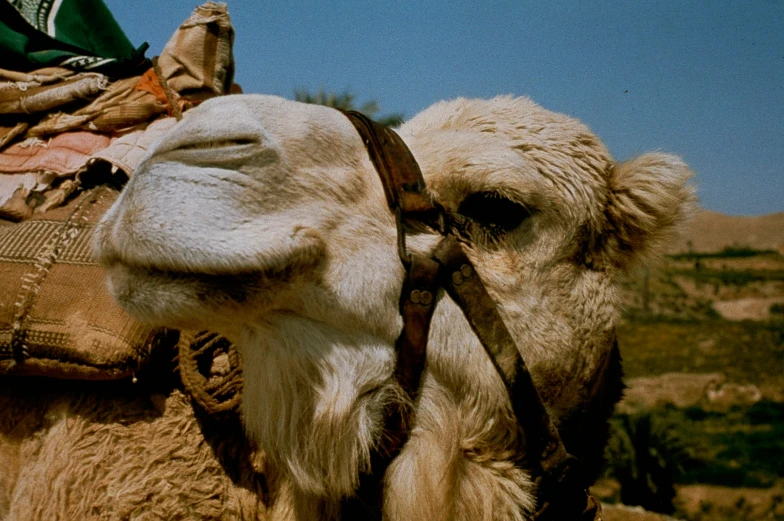 a close up s of the head and side of a camel