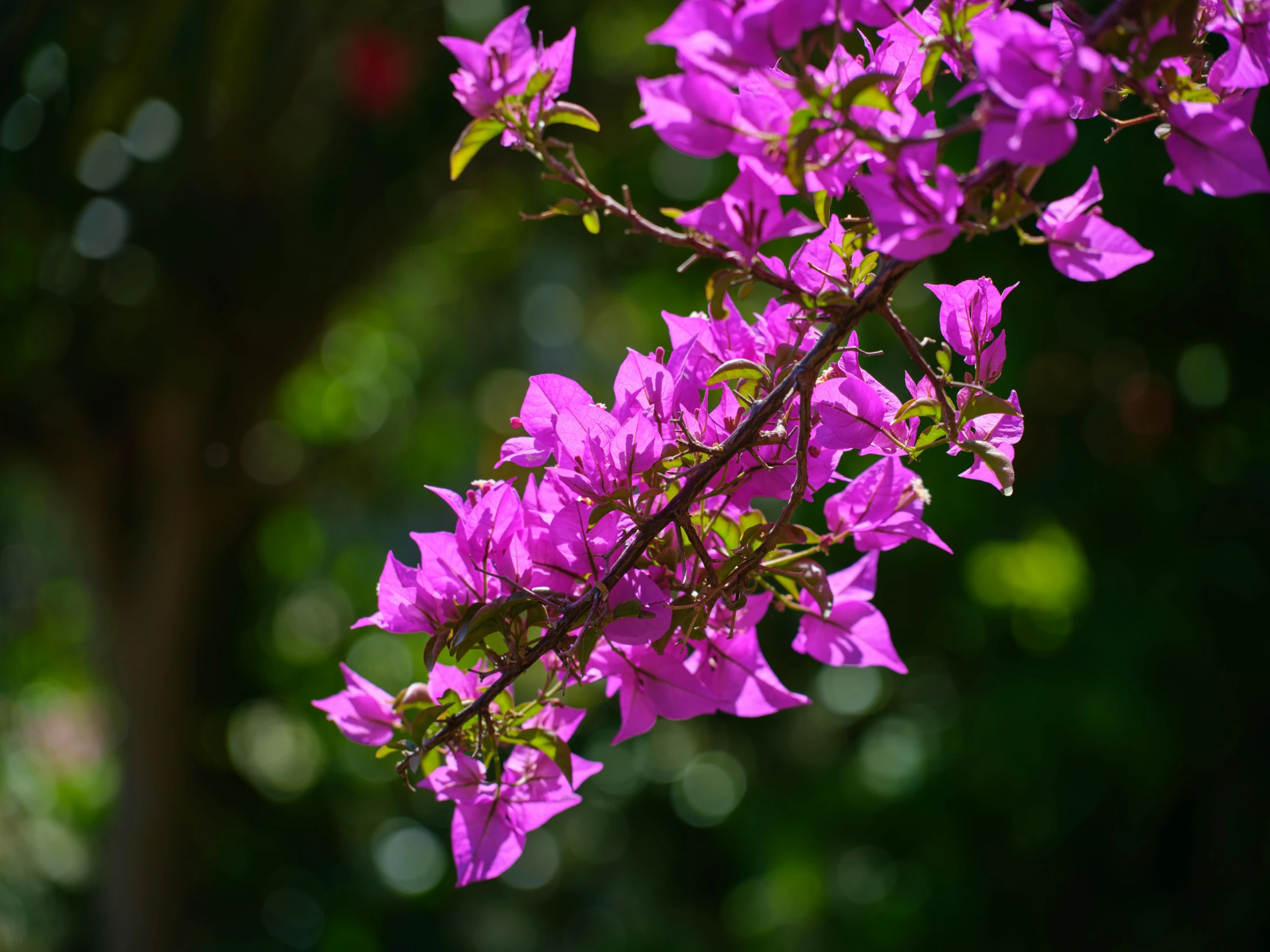 purple flowers are blooming on an unripe nch