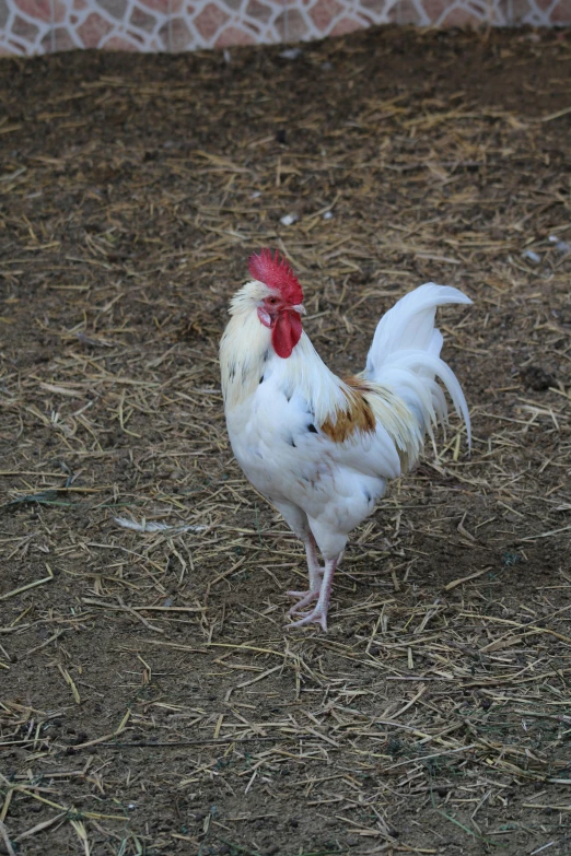 an image of a chicken that is standing in the dirt