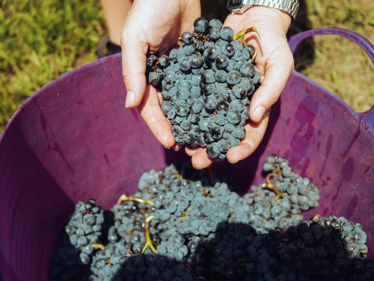 a person holding a bucket of gs from a vineyard