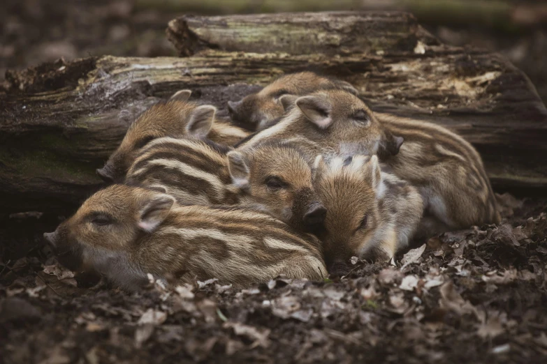 the three baby rodents are huddled in the woods