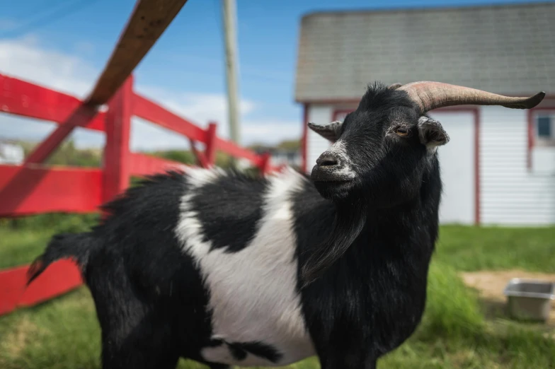 a black and white goat looks toward the camera