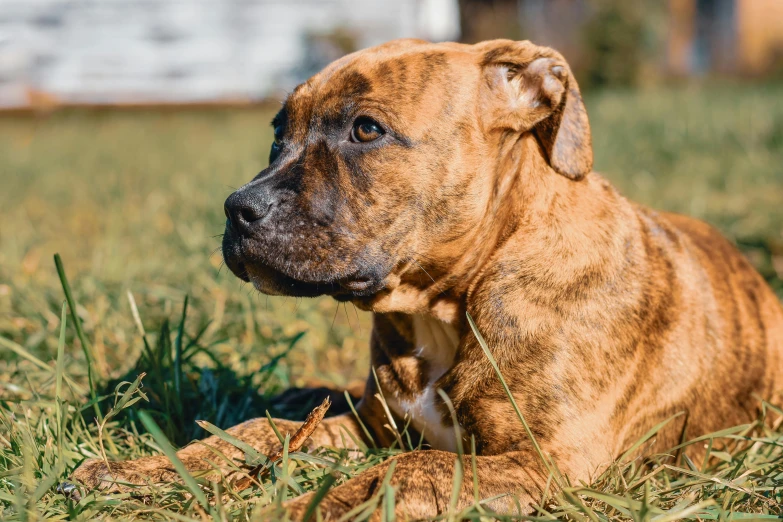 an adorable puppy is sitting on the grass