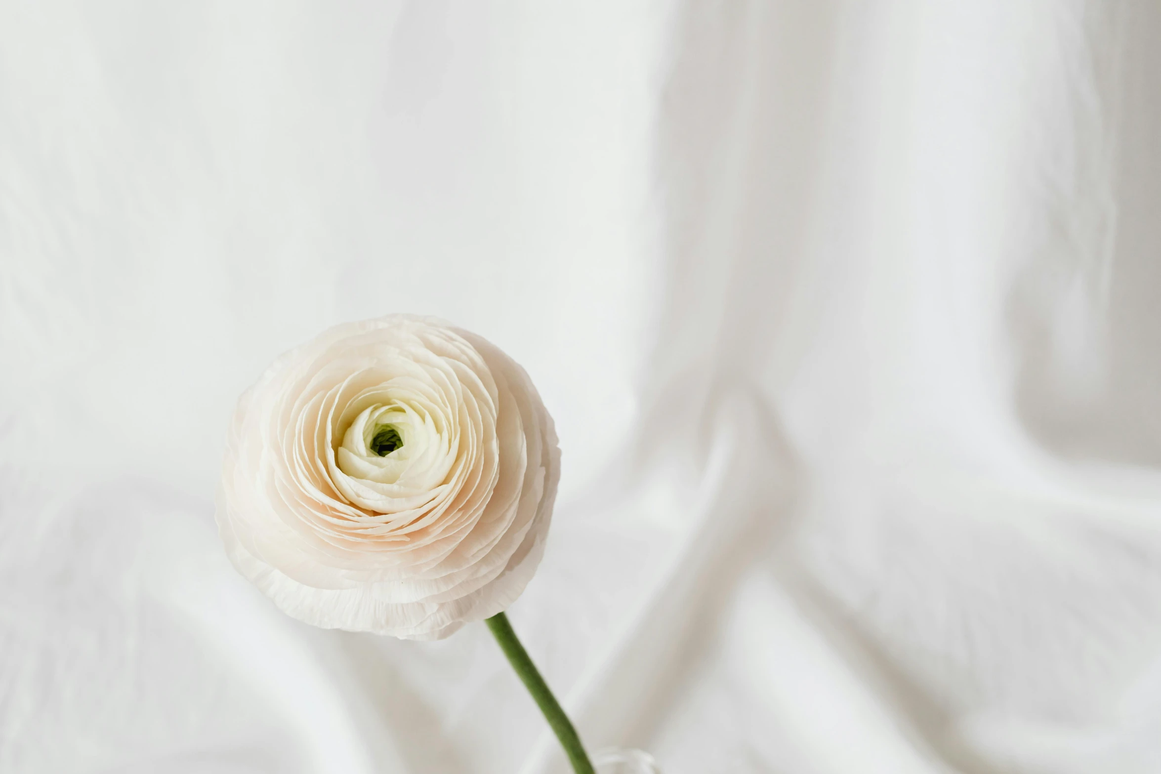 a single white flower is in a vase on a white surface