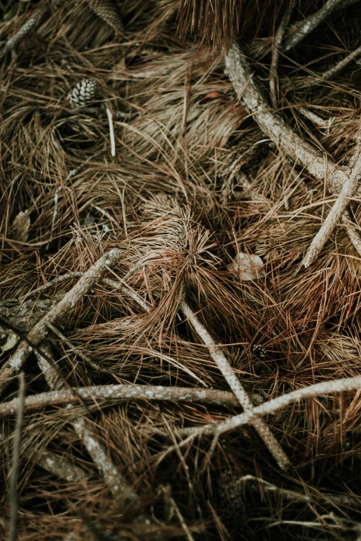 some small pine needles in the middle of a field