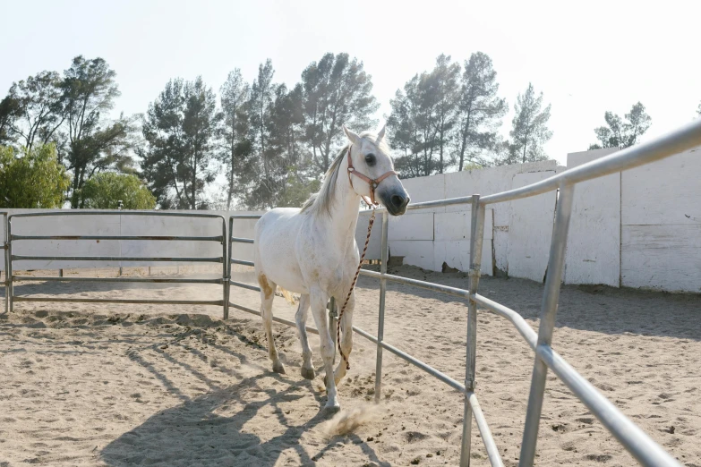 white horse in an open pen with trees in background