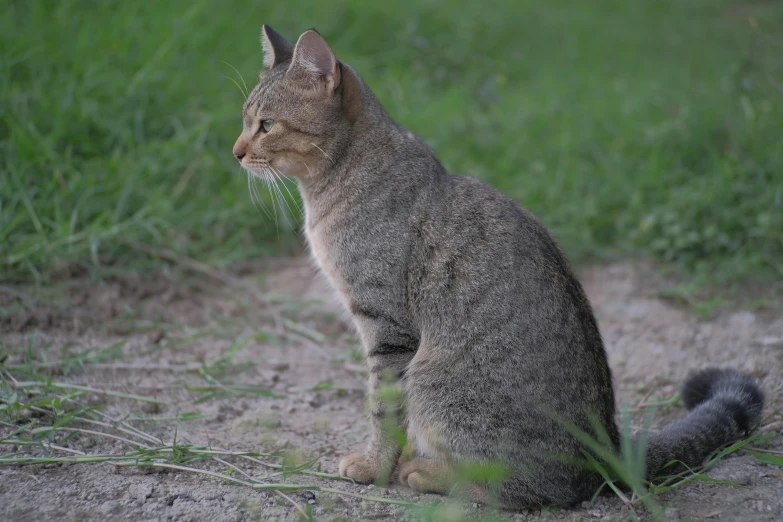 cat looking towards the left in a green field