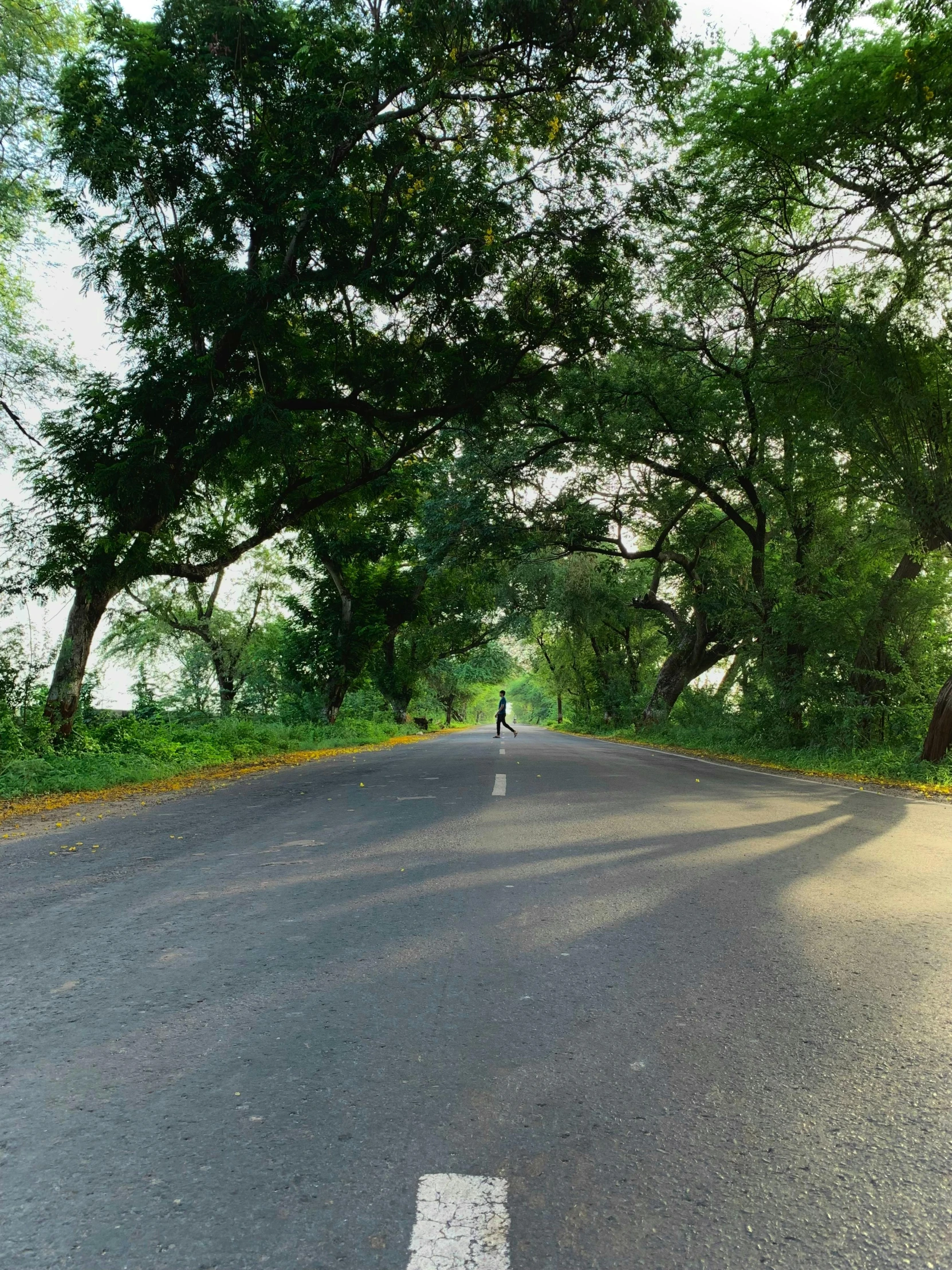 a large black bird walking on the road