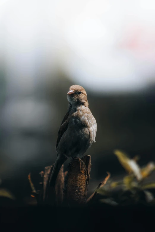a small bird that is perched on a pole