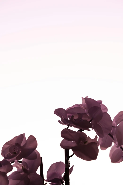 purple flowers against a pale white sky background