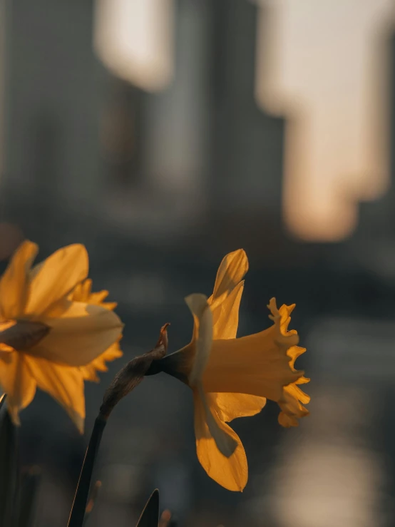 flowers are shown in an urban setting during the day