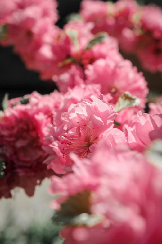 pink flowers in full bloom sitting on a bed