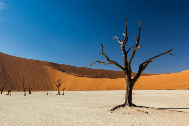 a dead tree sits in the middle of an empty plain