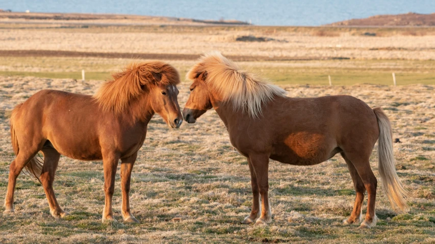 two horses standing in a field next to each other