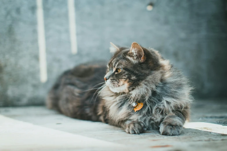 a fluffy cat with yellow collar lying down