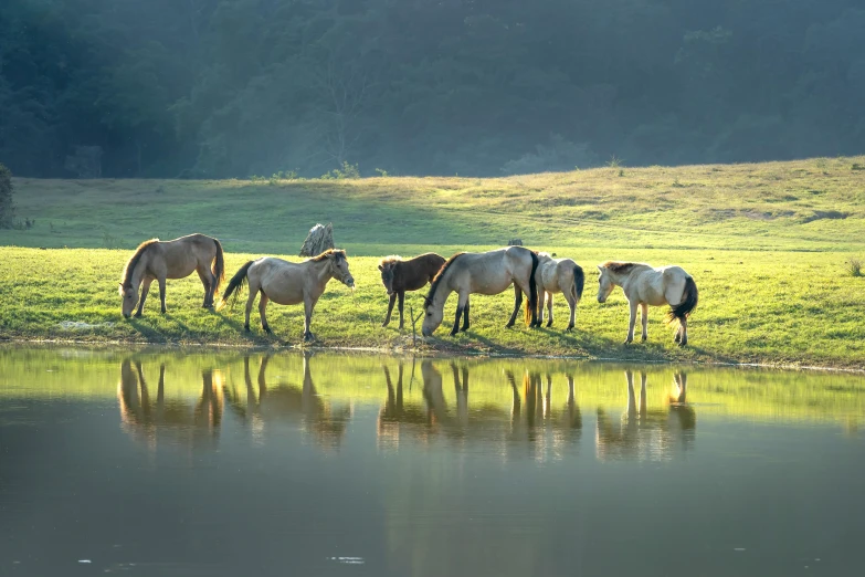 a group of horses on the bank of a body of water