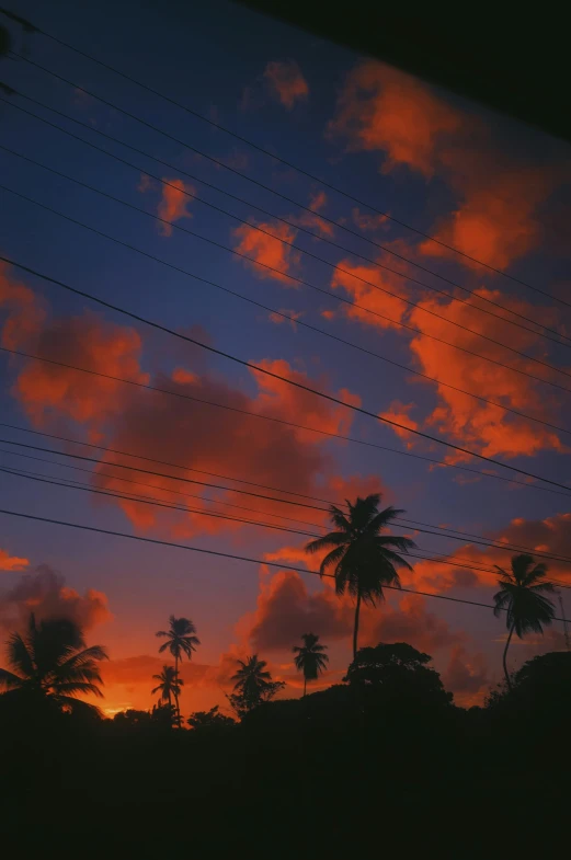 power lines running above palm trees at sunset