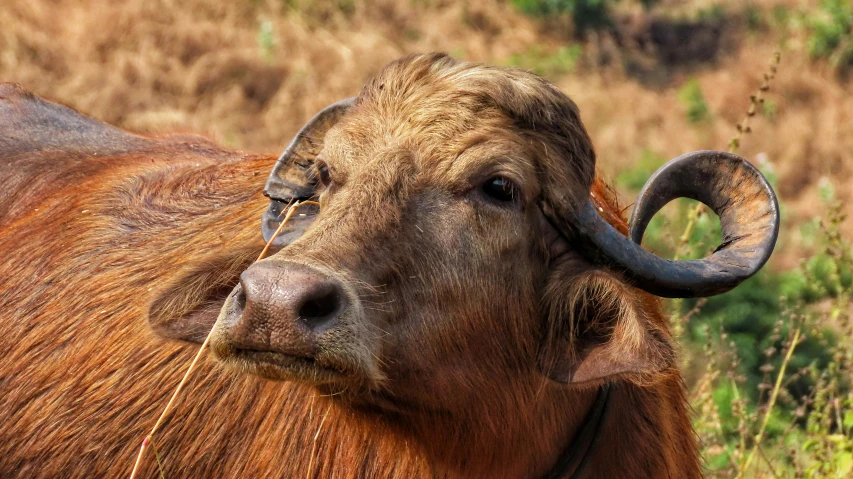 a close up of a cow standing in the grass