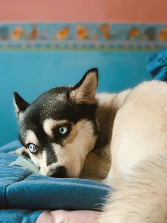 a black and white dog laying on a blue bed