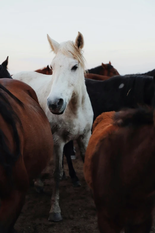 a herd of horses walking around on top of a dirt field