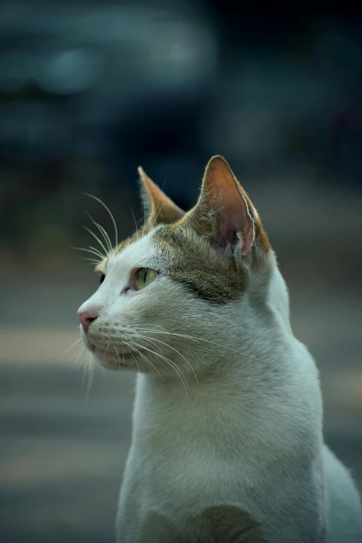 a cat has his head turned to the left