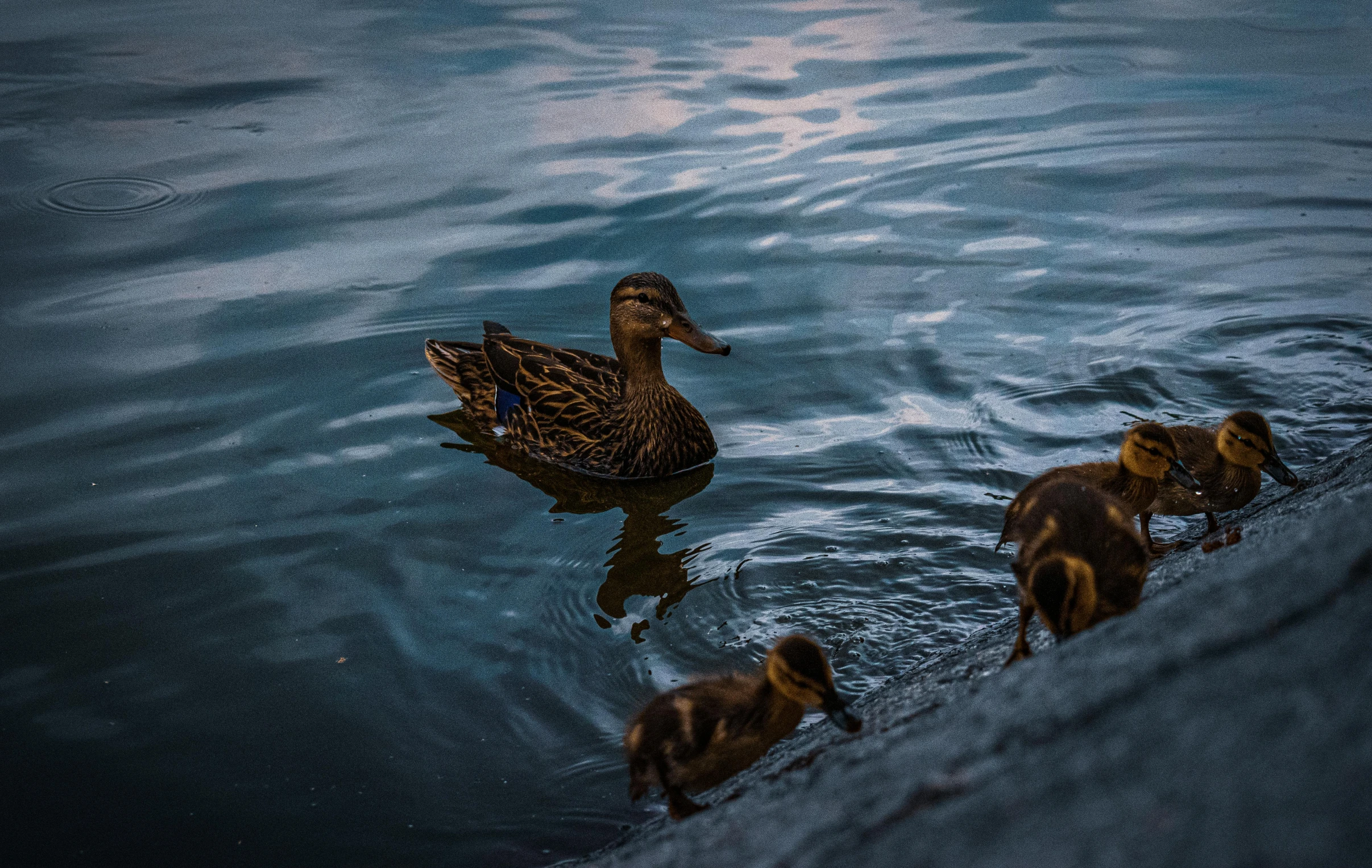 ducks on the water with their young ones