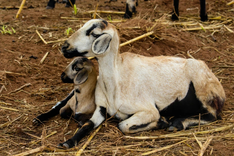 two sheep sitting down next to each other on a dry grass field