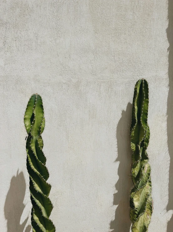 an odd cactus looks like the shape of two fingers
