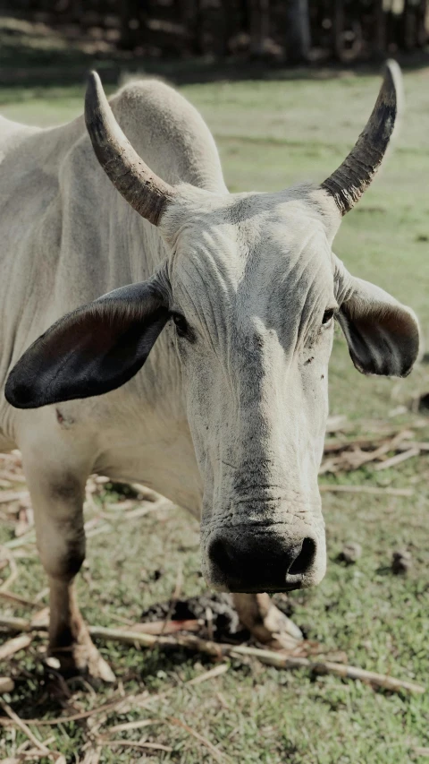 a cow with long horns looks directly into the camera