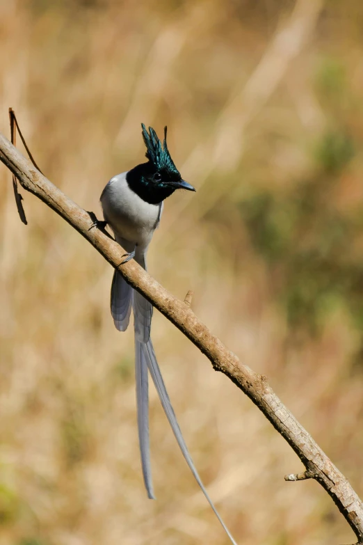 the bird with blue feathers is standing on a nch