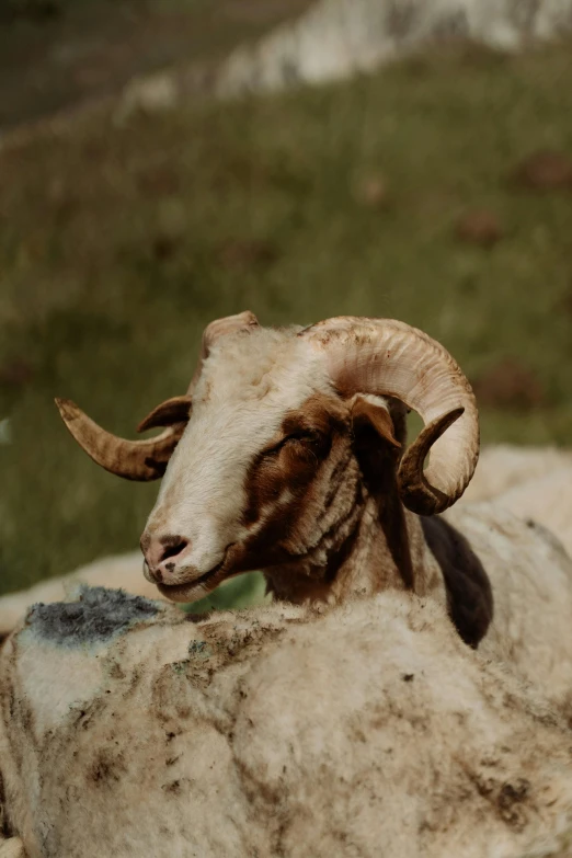 a large horned goat in the grass with it's horns curled back