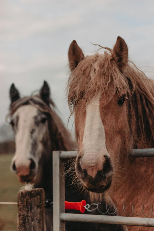 two horses with hair blowing over the top of them's head