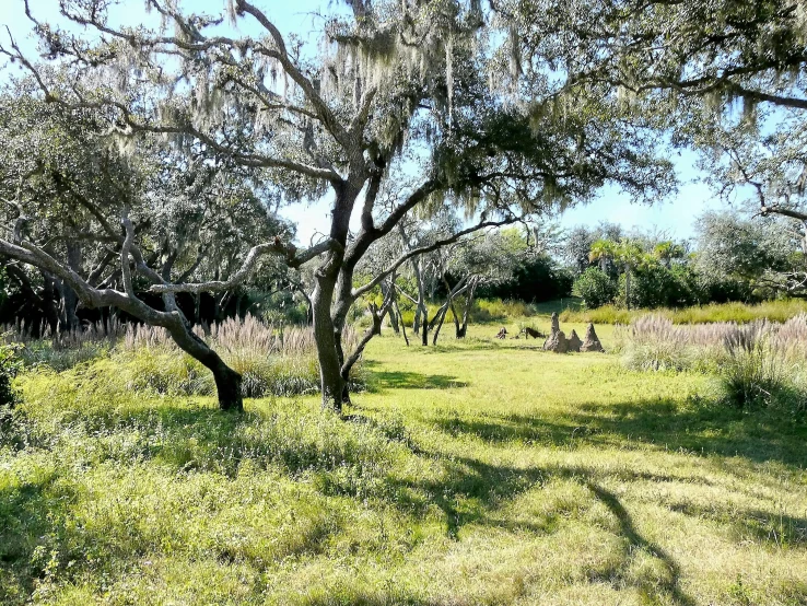 two zes standing in a field and eating