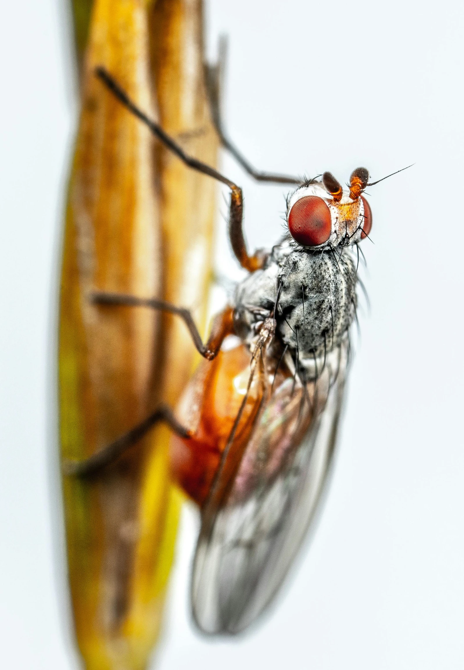 a close - up po of a fly eating another type of insect