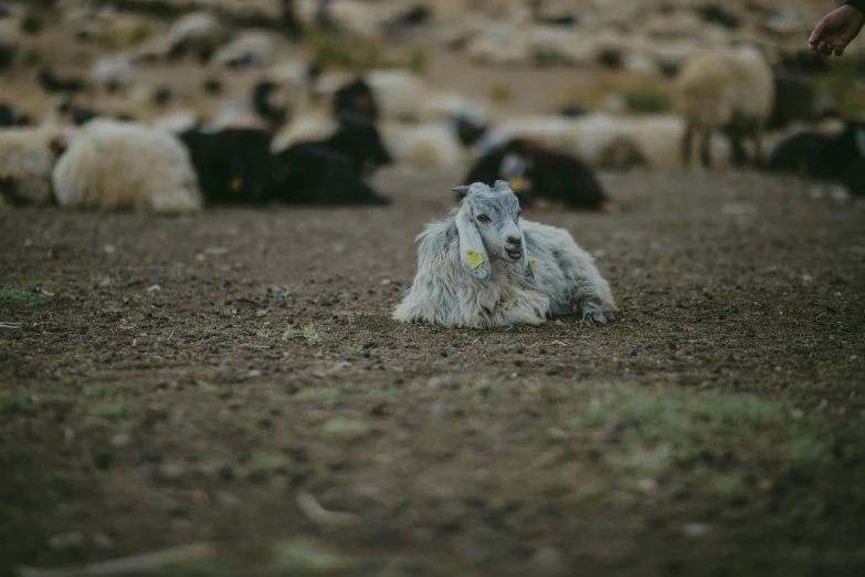 a sheep sitting on its side while eating food