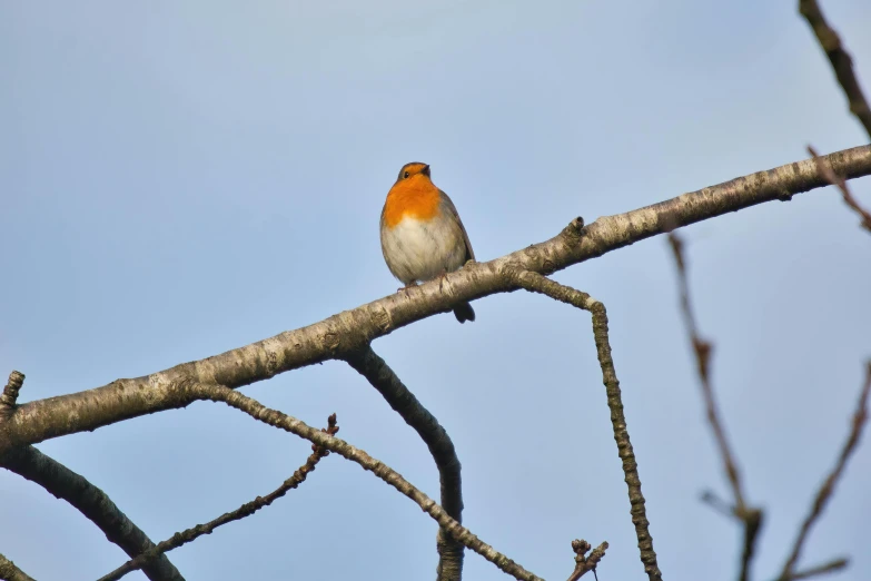 bird sitting on nch, with blue sky in the background