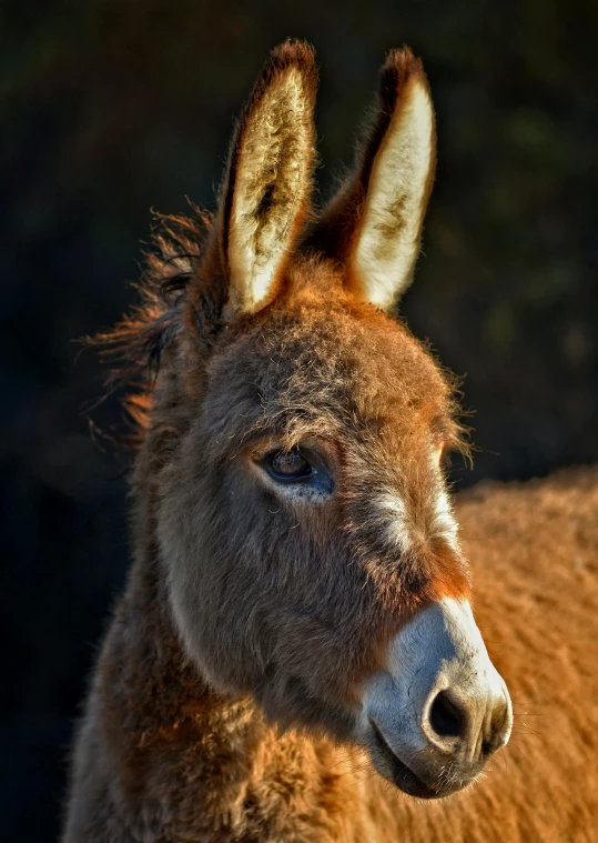 a very cute donkey by itself with big ears