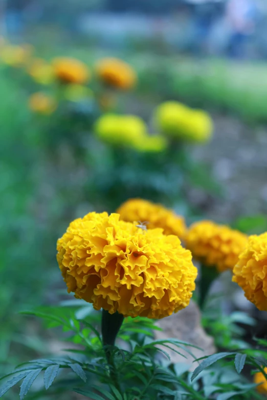 a field of yellow flowers with a blurry background