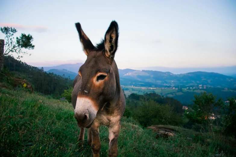 the face and ears of a donkey on a hill