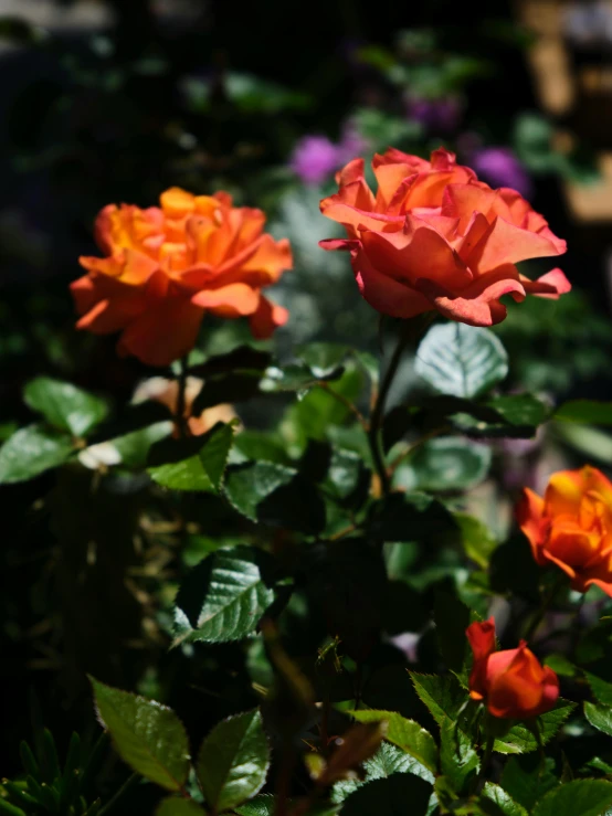 an orange and pink flower in a patch of leaves