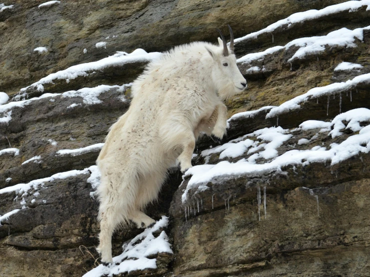 a mountain goat climbing up the side of a cliff