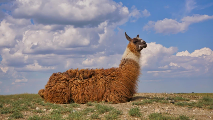 a llama in the middle of an open area surrounded by green grass
